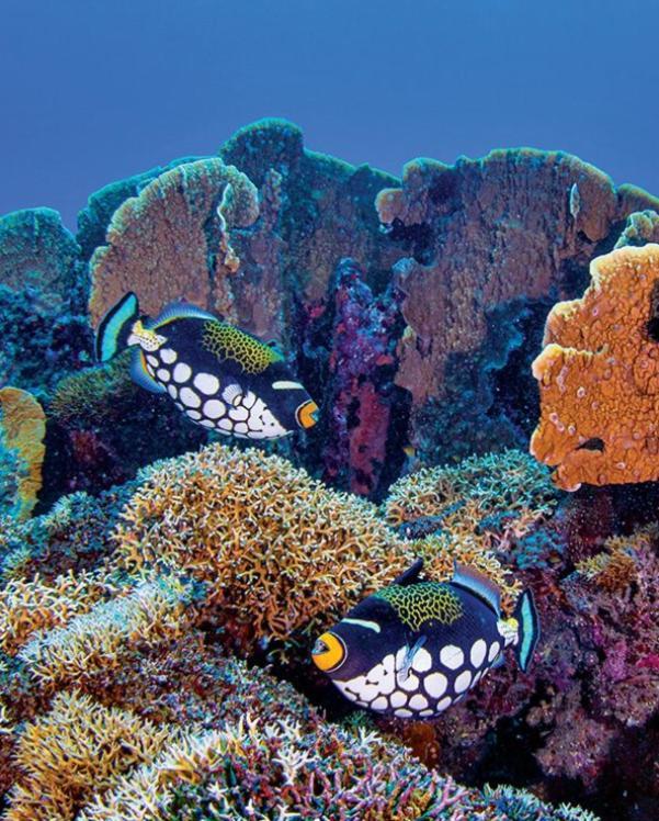 Pristine Paradise Dive Resort - Togean Islands, Una Una Pulau Unauna Kültér fotó